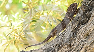 Common chameleon walking slowly in a tree, detail