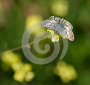 Common Checkered-Skipper butterfly feeding on yellow spring flowers