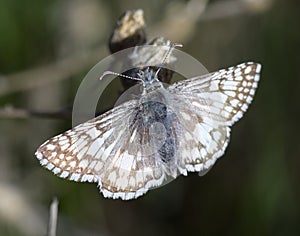 Common Checkered-Skipper