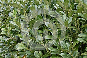 Common or Cherry Laurel - Prunus laurocerasus in flower, Norfolk, England, UK.