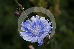 Common chickory