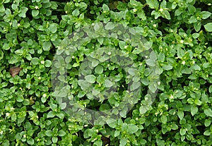 Common chickweed as a natural background