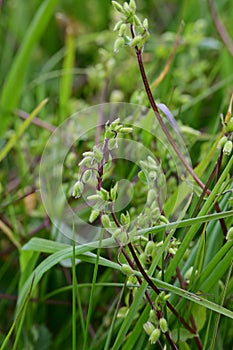 Common Chickweed - Stellaria media, Norfolk, England, UK