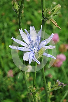 Common chicory