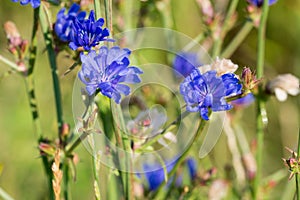 Common chicory blue flowers closeup selective focus