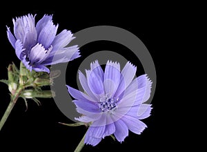 Common Chicory (Cichorium intybus)