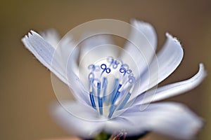 Common chicory, Cichorium intybus, bifid stylus, top of the stylus