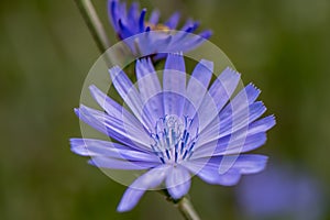 Common chicory Cichorium intybus, blue flower close-up