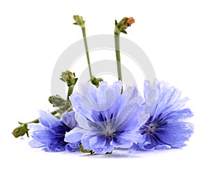 Common chicory Cichorium intybus flower