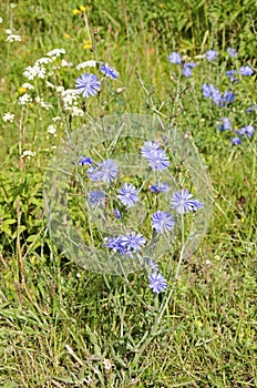 Common chicory, Cichorium intybus, in flower