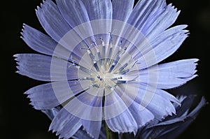 Common Chicory or Cichorium intybus flower blossoms commonly called blue sailors, chicory, coffee weed, or succory is a herbaceous