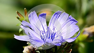 Common chicory, Cichorium intybus, flower of the food and medicinal plant