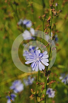 Common chicory or Cichorium intybus flowers close up