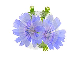 Common chicory or Cichorium intybus flowers. Isolated on white