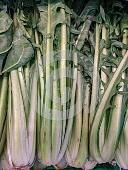 Common chicory Cichorium intybus L., 1753 is a herbaceous, perennial plant with vivid blue-colored flowers, belonging to the Ast photo