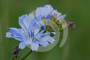 Common chicory cichoruim intybus