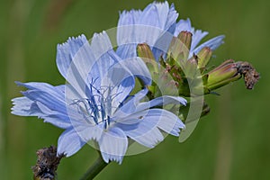 Common chicory cichoruim intybus