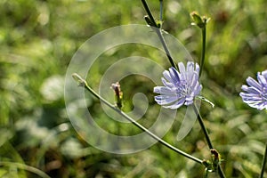 Common chicory (CichÃ³rium Ã­ntybus) is a species of perennial herbaceous plant from the genus Chicory