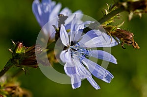 Common chicory flower in bloom