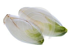 Common chicory flower buds