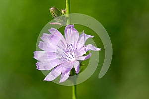 Common chicory pink flower closeup selective focus