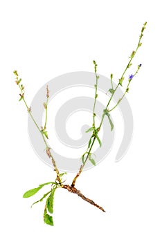 Common chicory with root,