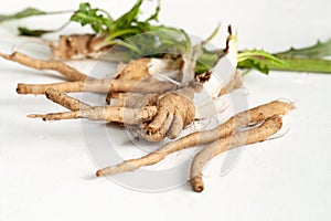 Crude chicory root Cichorium intybus with leaves on a white background photo