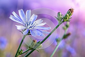 Common chicory-Selective focus-artistic ultraviolet background