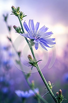 Common chicory-Selective focus-artistic ultraviolet background