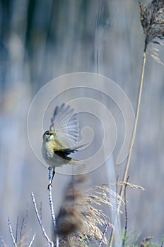 Common chiffchaff