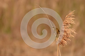 Common chiffchaff