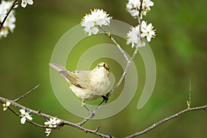 Common chiffchaff bird on a branch