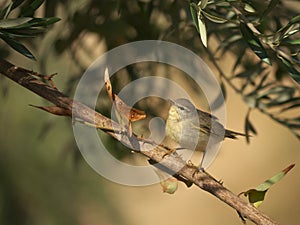 Common Chiffchaff - Felosa, felosinha - Phylloscopus collybita