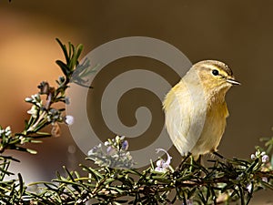 Common chiffchaff perched atop a leafy green tree branch, enjoying the sunny day