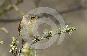 A Common Chiffchaff (Philloscopus collybita)