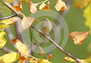 The common chiffchaff Phylloscopus collybita