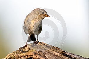 The common chiffchaff Phylloscopus collybita