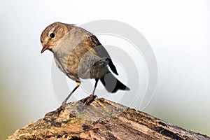 The common chiffchaff Phylloscopus collybita