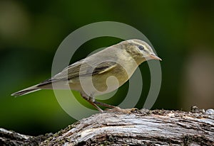 Common Chiffchaff Phylloscopus collybita