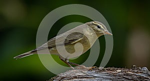 The Common Chiffchaff Phylloscopus collybita