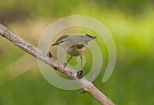 Common chiffchaff (Phylloscopus collybita)