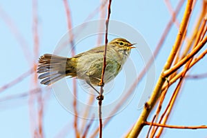 Common Chiffchaff - Phylloscopus collybita in full song.