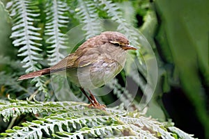 Common Chiffchaff - Phylloscopus collybita searching for food.