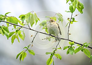 Common chiffchaff (Phylloscopus collybita), or simply the chiffchaff in spring.