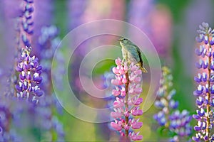 Common Chiffchaff, Phylloscopus collybita, singing on the beautiful violet Lupinus flower in the nature meadow habitat. Wildlife