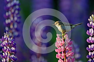 Common Chiffchaff, Phylloscopus collybita, singing on the beautiful violet Lupinus flower in the nature meadow habitat. Wildlife