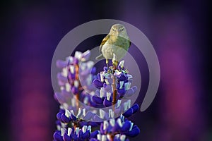 Common Chiffchaff, Phylloscopus collybita, singing on the beautiful violet Lupinus flower in the nature meadow habitat. Wildlife