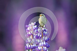 Common Chiffchaff, Phylloscopus collybita, singing singing in the beautiful violet Lupinus flower. Bird in the nature meadow habit