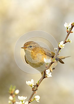 Common Chiffchaff (Phylloscopus collybita)