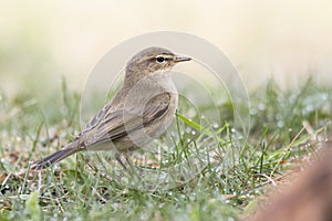 Common chiffchaff Phylloscopus collybita, small songbird standing in grass, searching something for meal,